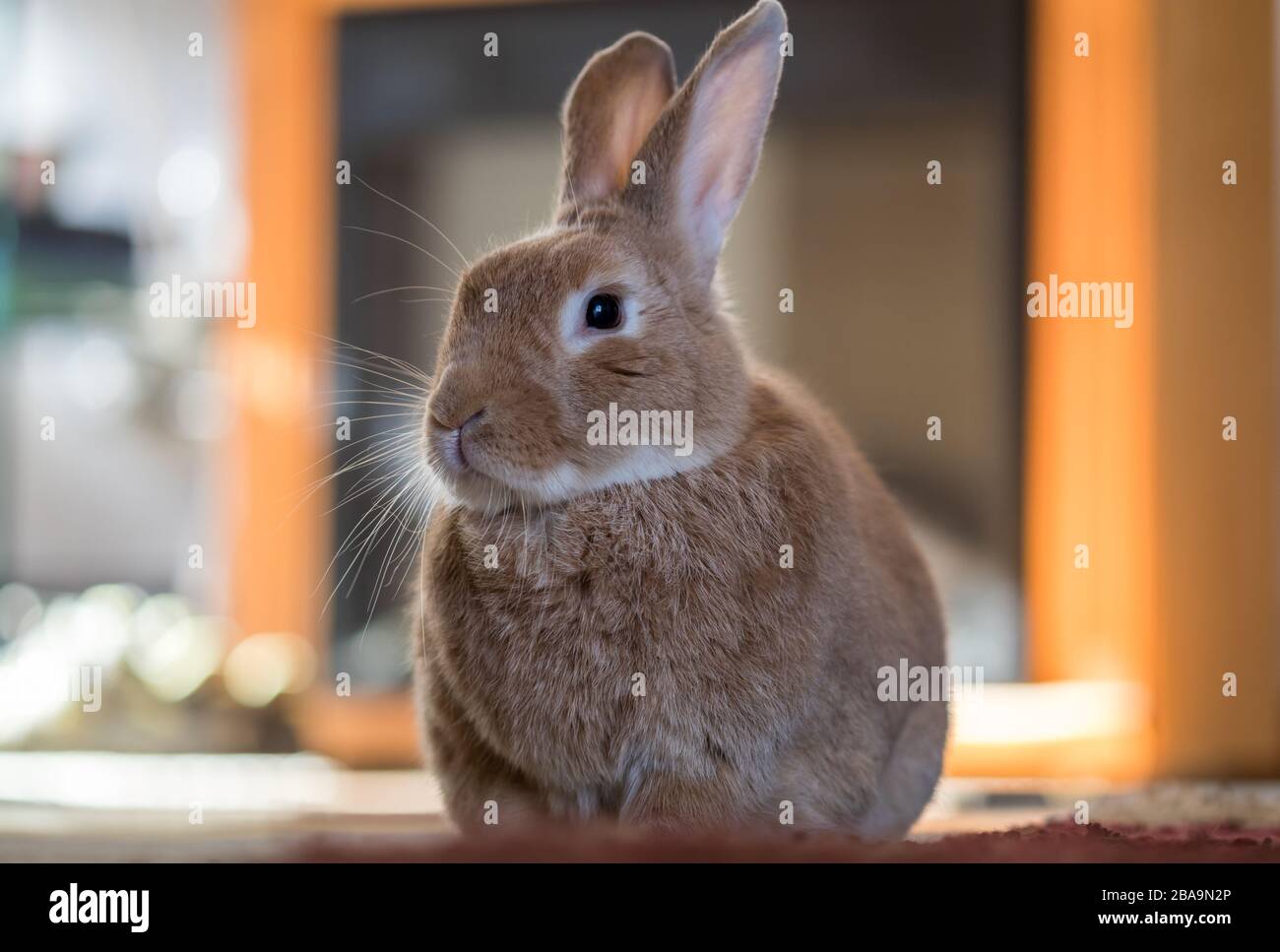 Rufus rabbit hi-res stock photography and images - Alamy