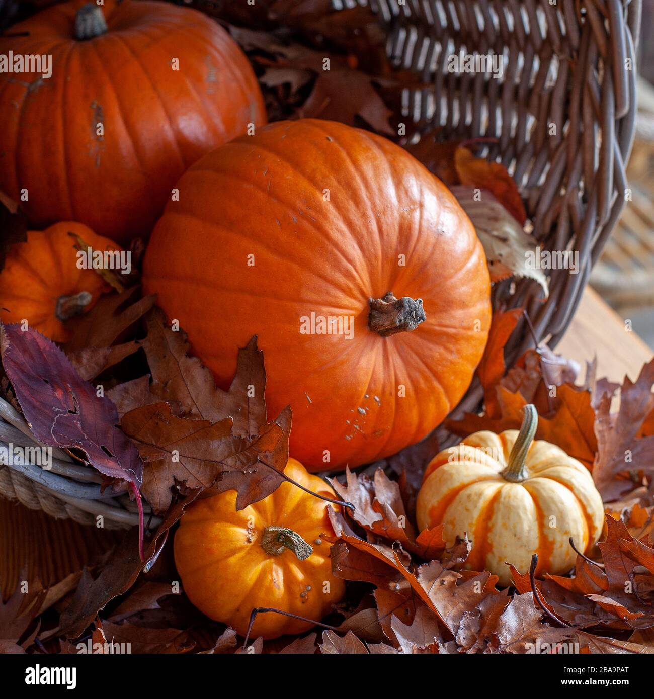 Autumn Pumpkin Still Life Scene In Wicker Basket With Brown Leaves Stock Photo Alamy