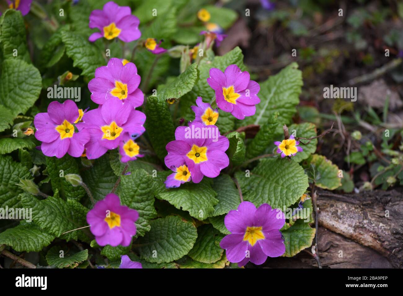 violette Primeln alsFrühlingsboten Stock Photo