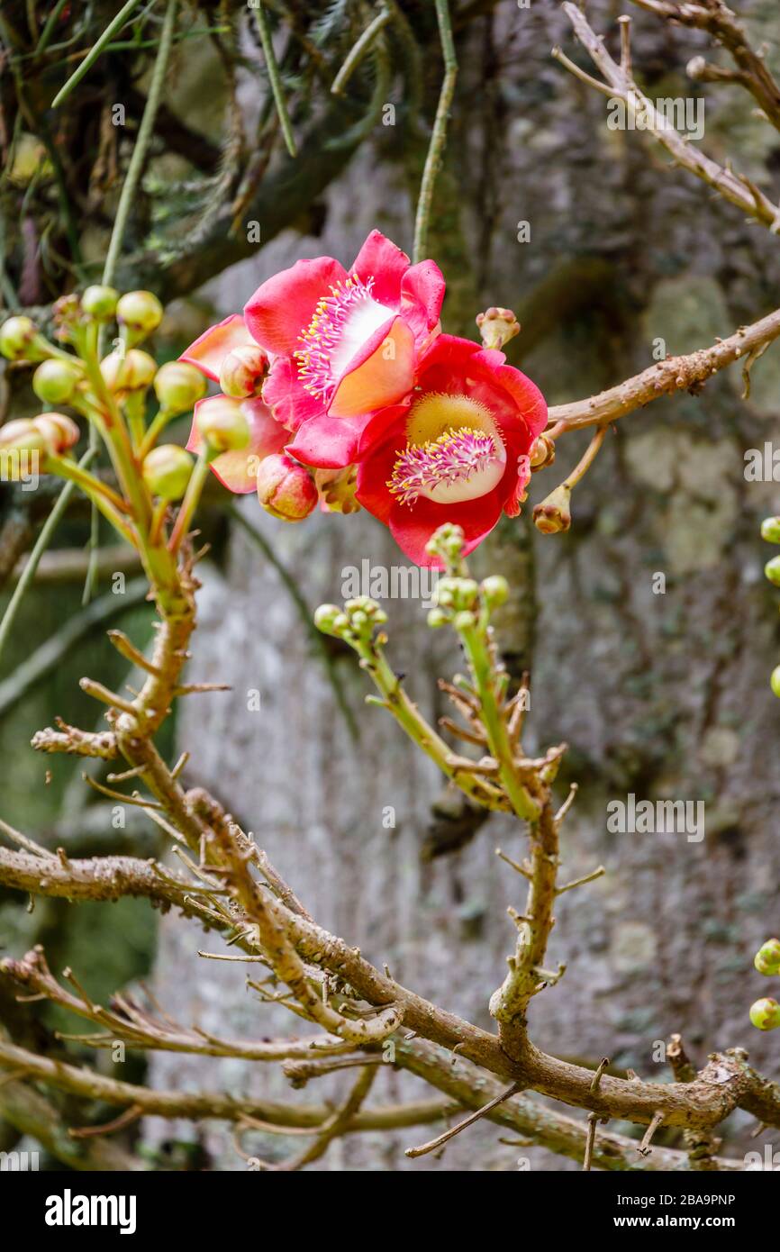 Red flowers (racemes) of a cannonball tree (Couroupita guianensis ...