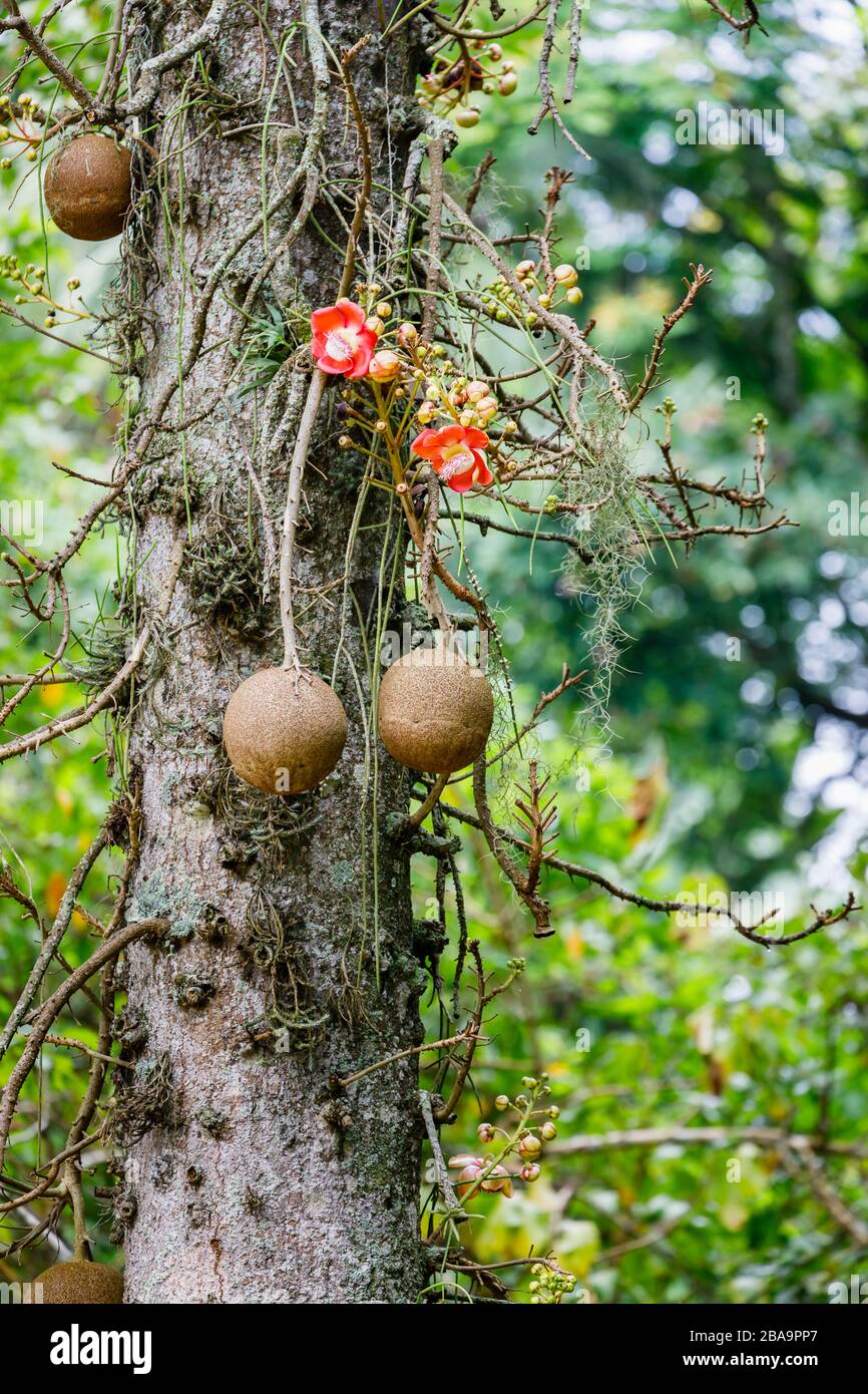 Red flowers (racemes) and fruit of a cannonball tree (Couroupita guianensis) growing in Botanical Garden (Jardim Botanico), South Zone, Rio de Janeiro Stock Photo