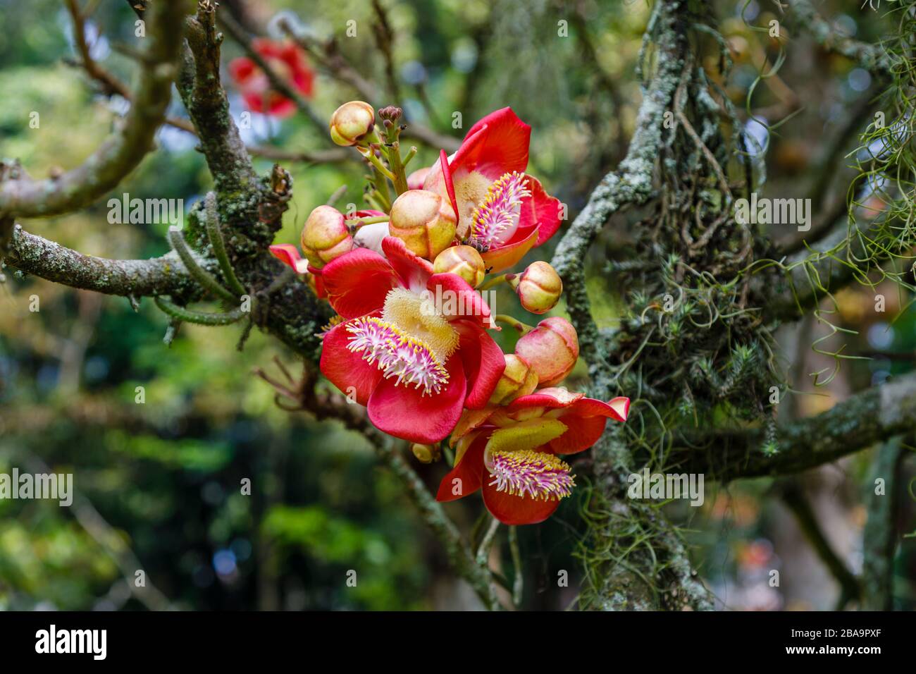 Red flowers (racemes) of a cannonball tree (Couroupita guianensis ...