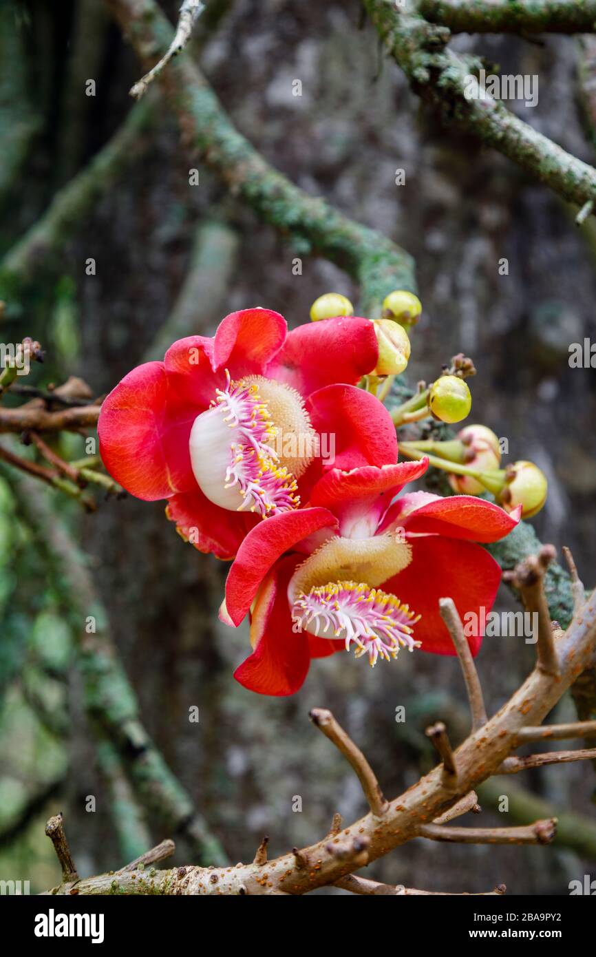 Perfumed garden tree hi-res stock photography and images - Alamy