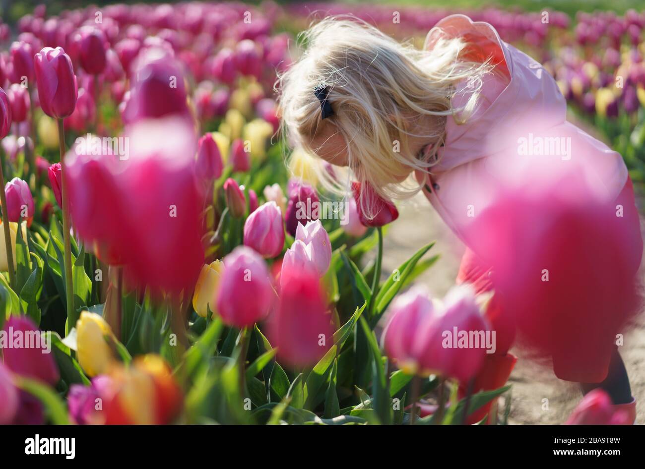 Little girl smelling the pink tulips flowers Stock Photo - Alamy
