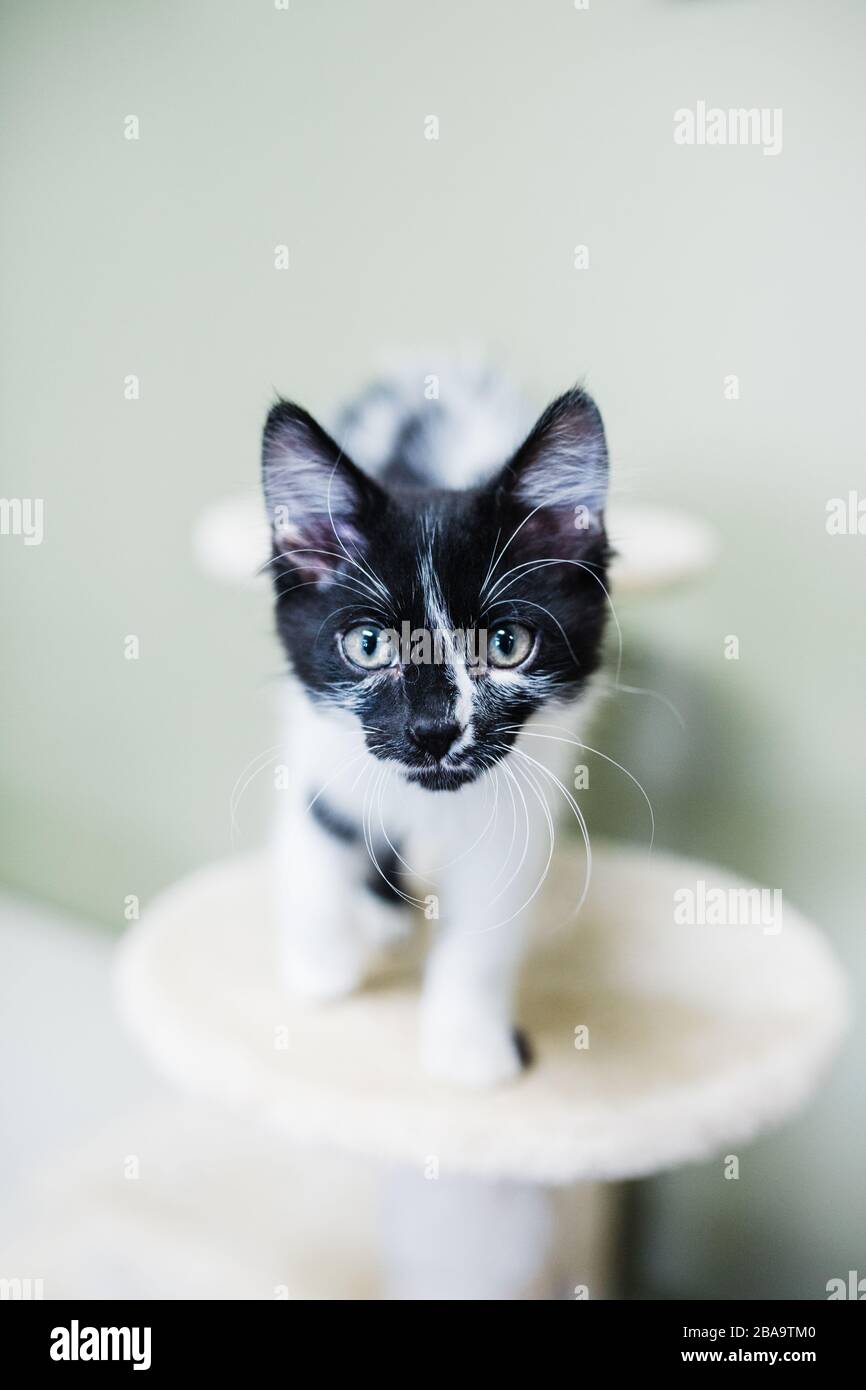Black and White Kitten with Striking Markings Stock Photo