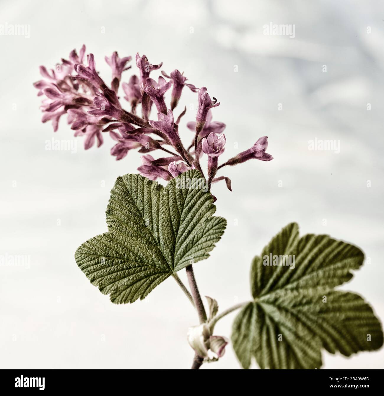 Ribes Sanguineum, flowering currant, nature flower portrait Stock Photo