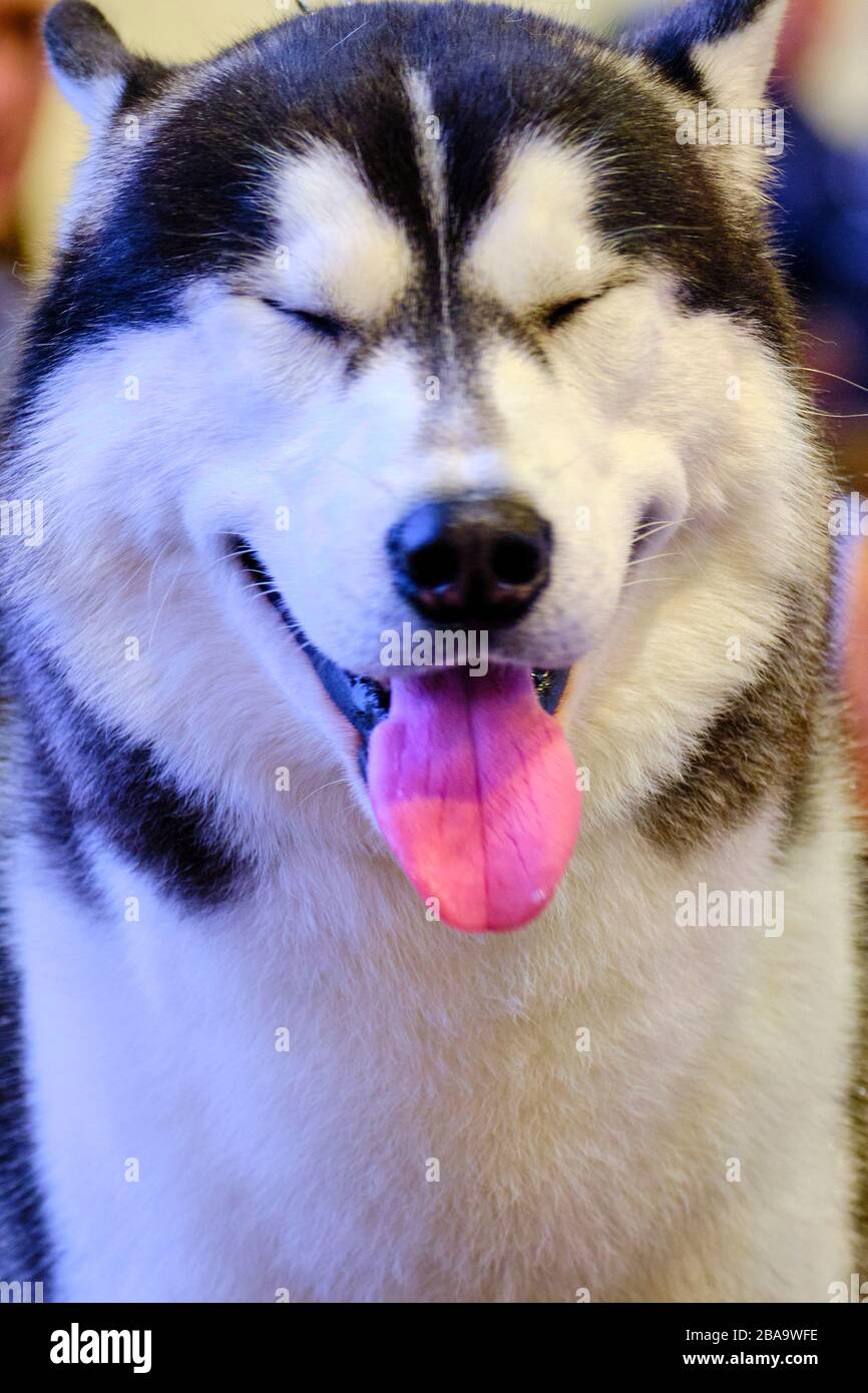 The funny expression of an Alaskan malamute dog during a dog show Stock  Photo - Alamy