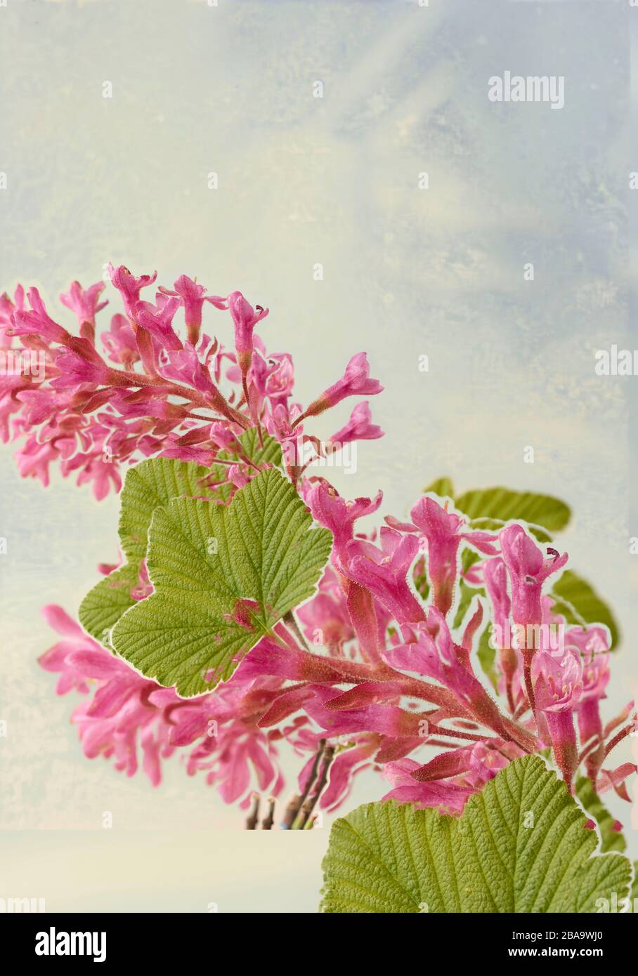 Ribes Sanguineum, flowering currant, nature flower portrait Stock Photo