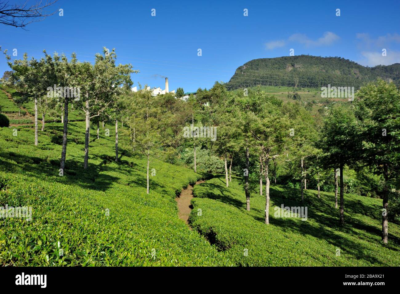Sri Lanka, Nuwara Eliya, tea plantation Stock Photo