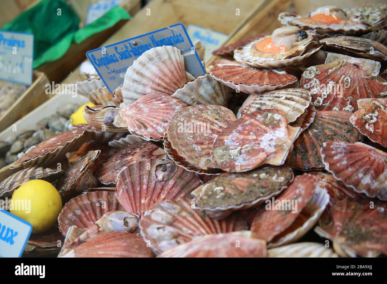 Fresh scallops in shells for sale, Montmarte, Paris, France Stock Photo