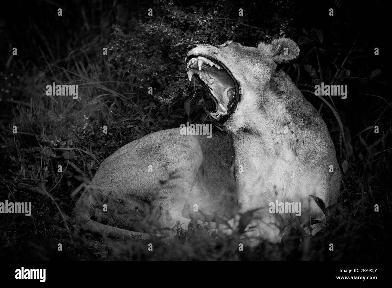 the quen - lioness in the bush south africa kruger Stock Photo