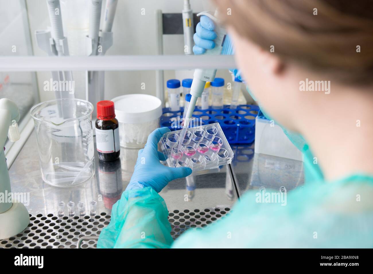 Researchers in the medical laboratory process the samples for virus study Stock Photo