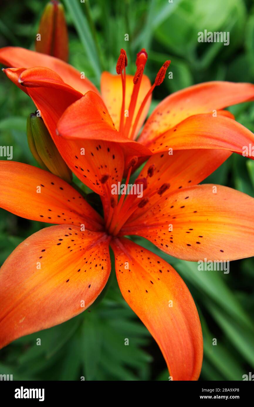 Day lilies hi-res stock photography and images - Alamy