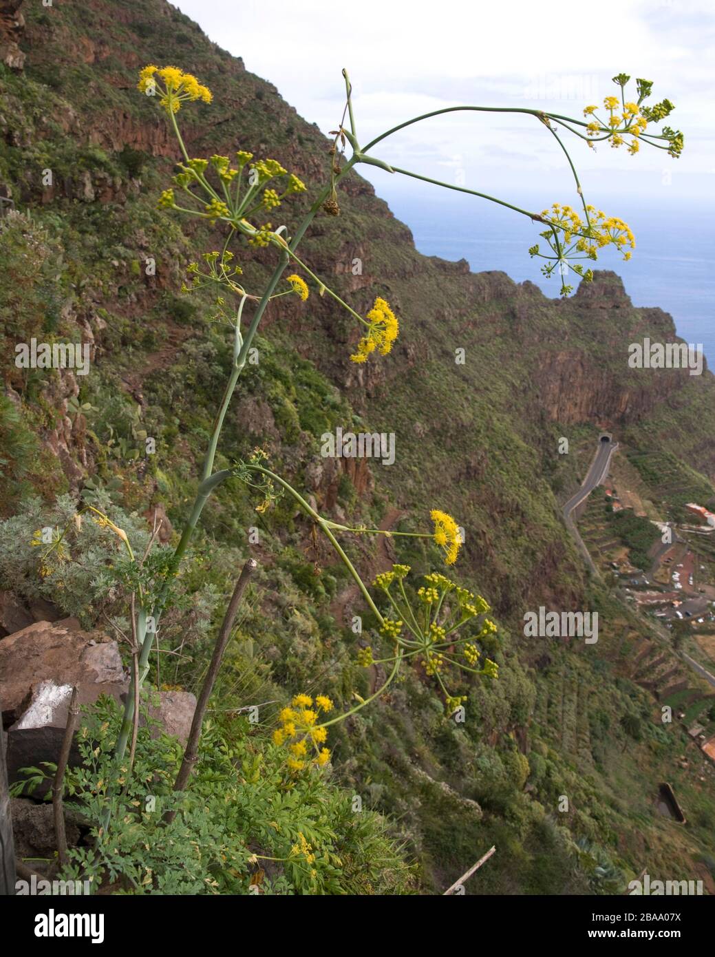 Ferula latipinna, an endemism of the Canary islands Stock Photo