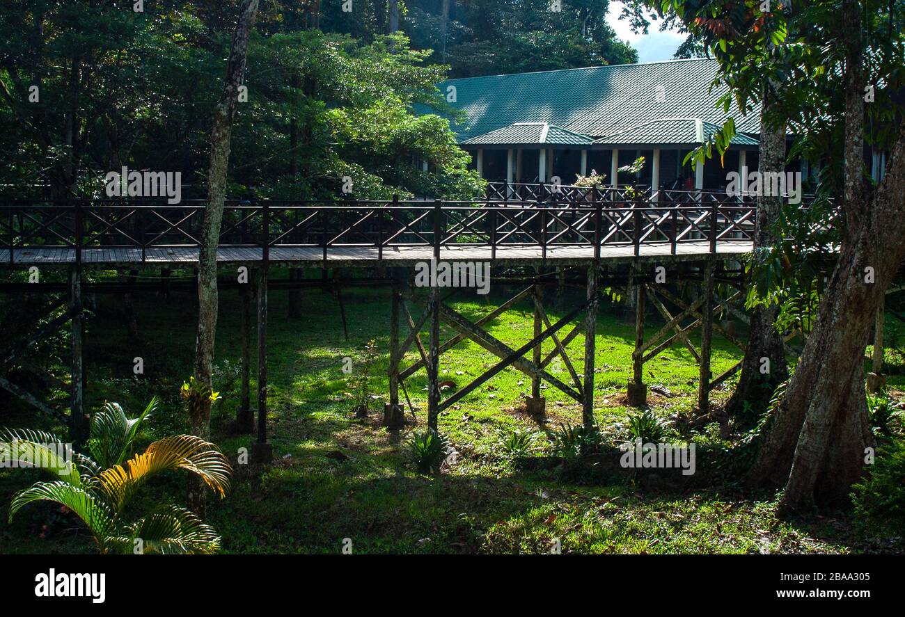 Raised walkway, on stilts, at the Marriott Mulu Hotel, Sarawak