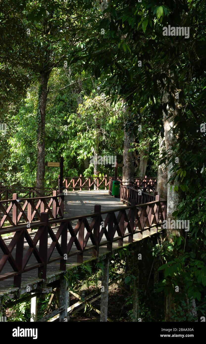 Raised walkway, on stilts, at the Marriott Mulu Hotel, Sarawak