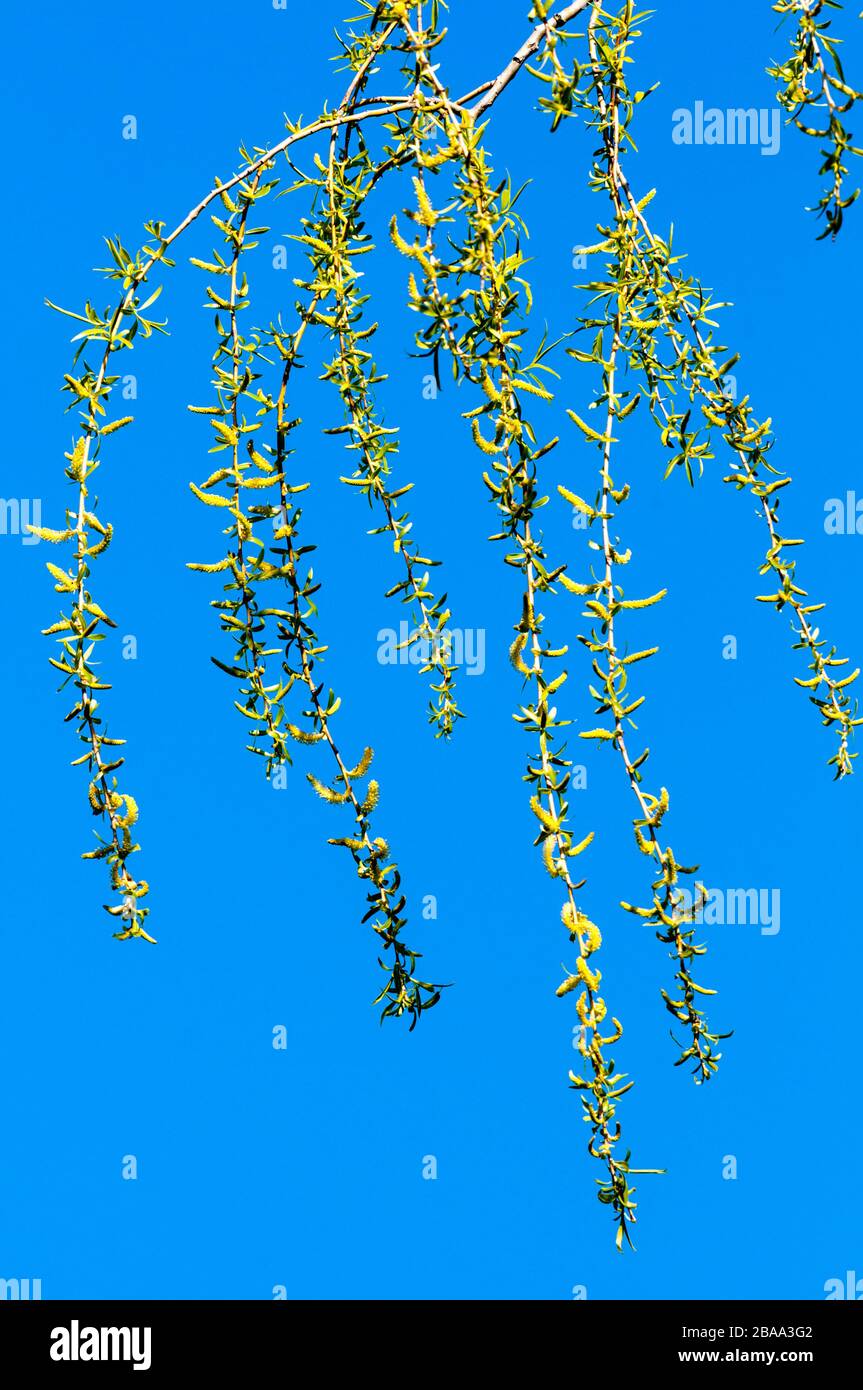 Catkins appearing on a weeping willow, Salix babylonica, in Norfolk, seen against a blue sky.  A sign of spring. Stock Photo