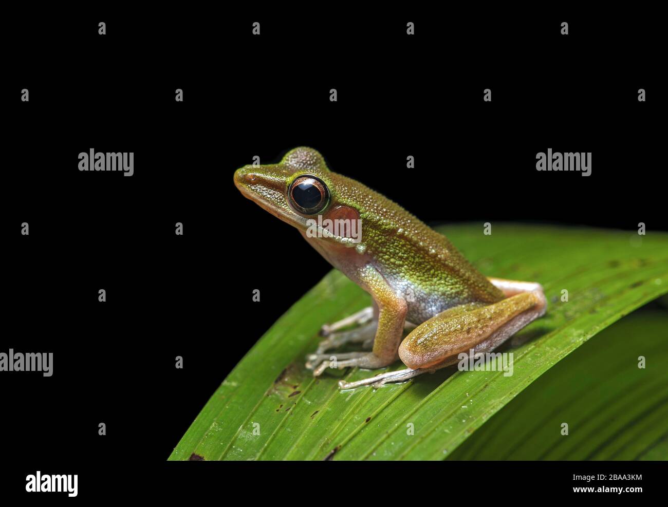 White-lipped frog (Chalcorana raniceps), True frogs family (Ranidae), Kubah National Park, Kuching, Sarawak, Borneo, Malaysia Stock Photo