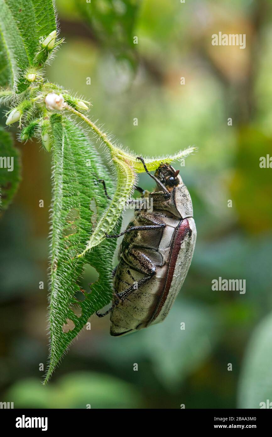 Scarb beetle Lepidiota stigma, Scarabidae family, Danum Valley Conservation Area, Sabah, Borneo, Malaysia Stock Photo