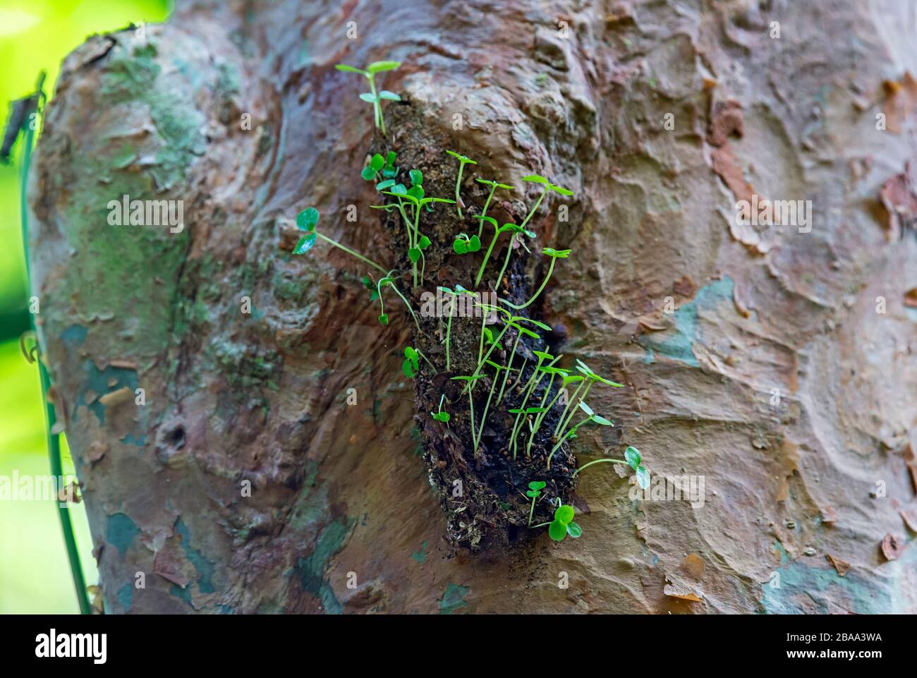 Ant garden on a tree trunk, ant nest built by ant species who collect