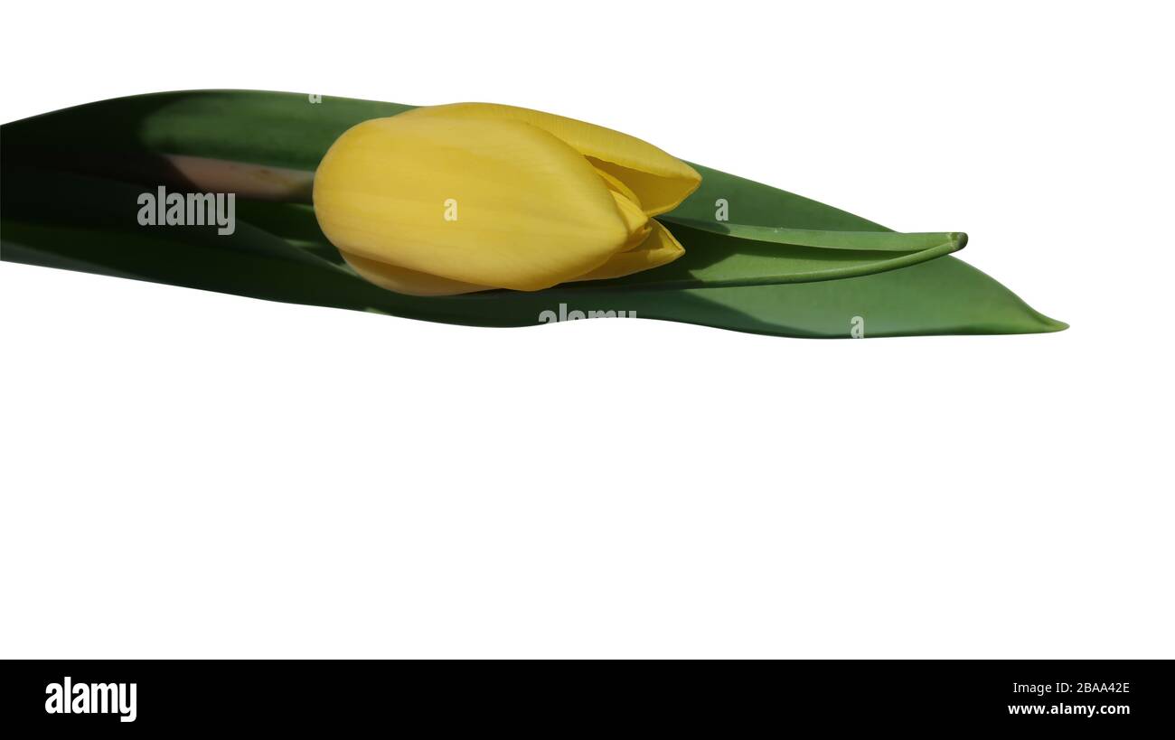 single yellow tulip on isolated white Stock Photo - Alamy