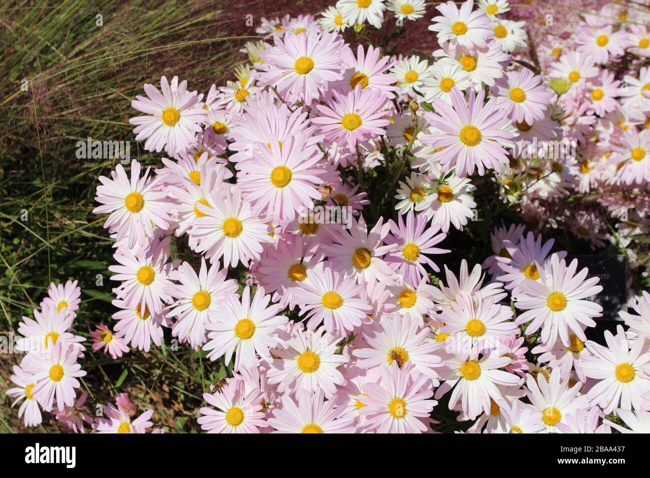 Close up of a group of Country Girl Chrysanthemums with a bee pollinating a flower Stock Photo
