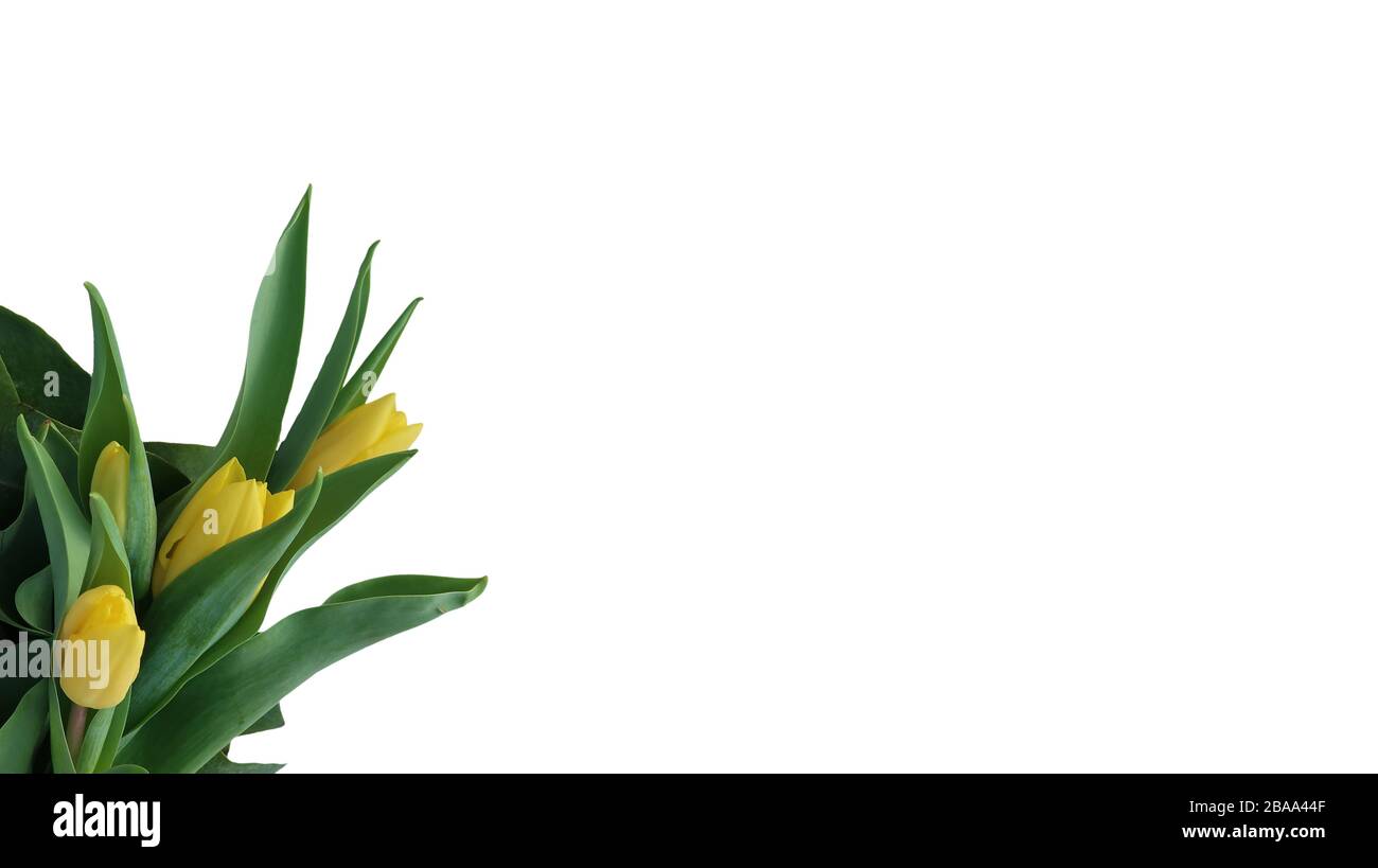 bouquet of yellow spring tulips on isolated white Stock Photo - Alamy