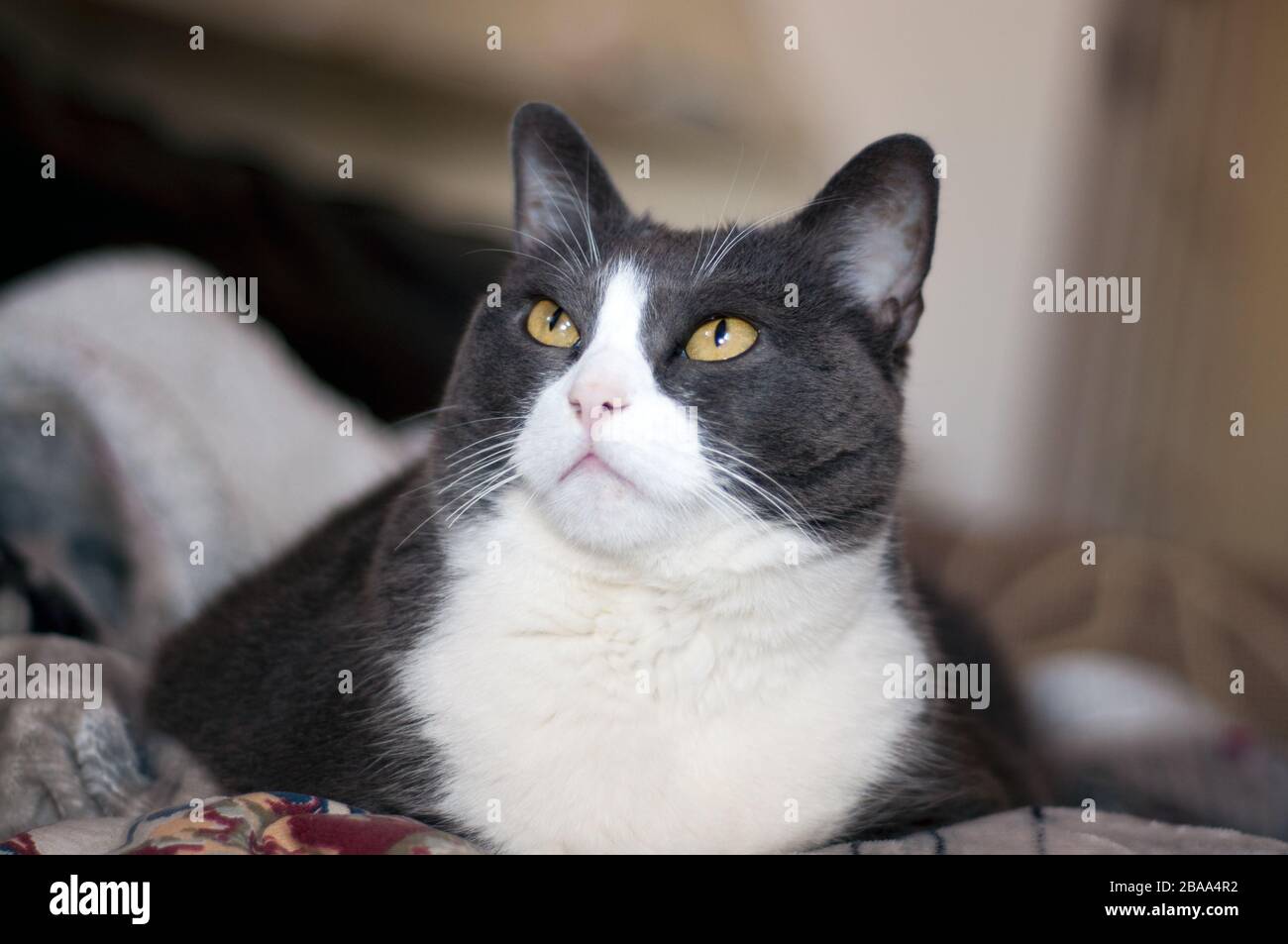 autiful female grey and white cat with big yellow eyes.looking upword Stock Photo