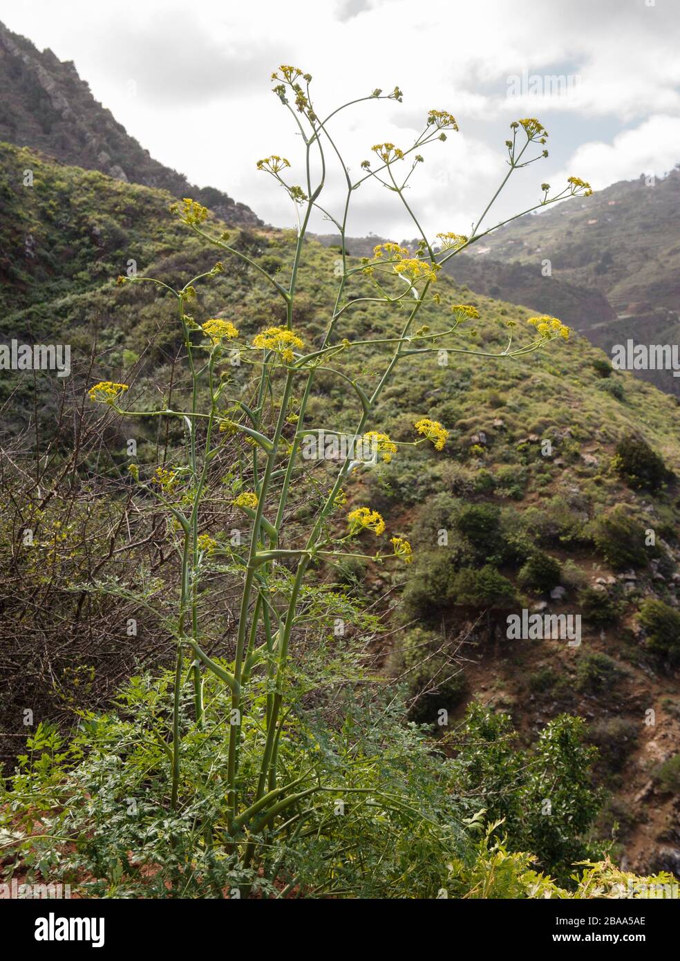 Ferula latipinna, an endemism of the Canary islands Stock Photo