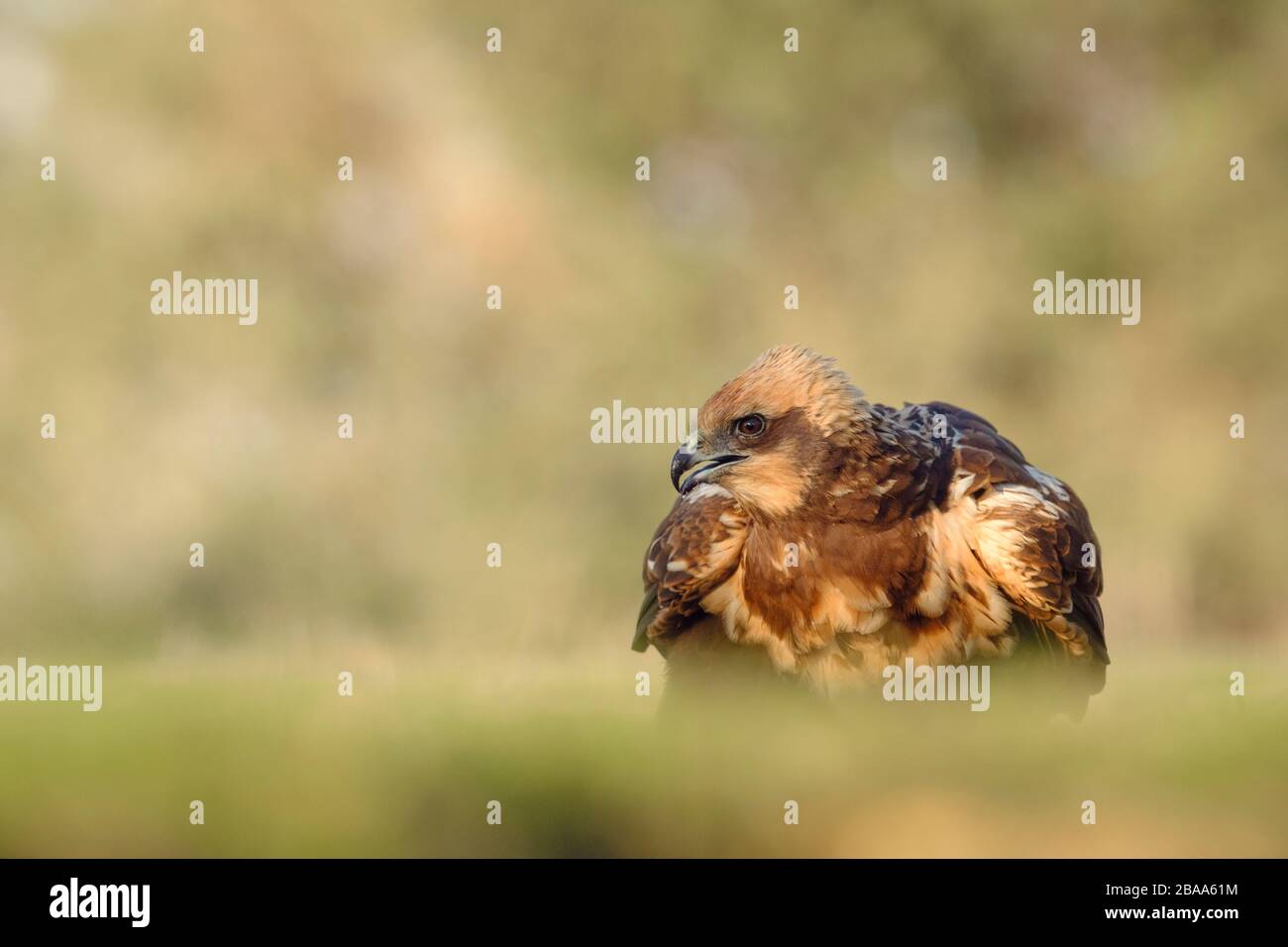 Western Marsh-harrier (Circus aeruginosus) female portrait. Lleida province. Catalonia. Spain. Stock Photo