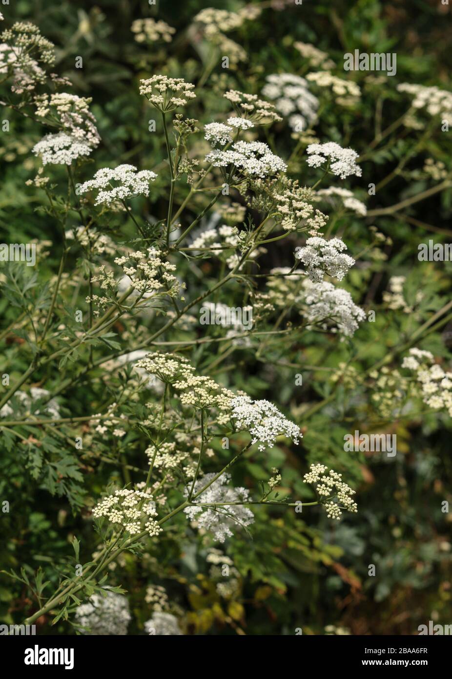 Pimpinella junoniae, a La Gomera endemic Asteraceae Stock Photo