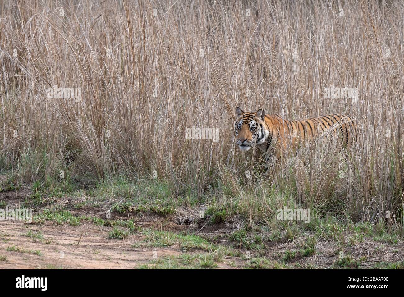 India, Madhya Pradesh, Bandhavgarh National Park. Young male Bengal tiger in tall grassland habitat. (WILD: Panthera tigris) Endangered species. Stock Photo