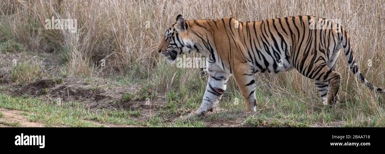India, Madhya Pradesh, Bandhavgarh National Park. Young male Bengal tiger in tall grassland habitat. (WILD: Panthera tigris) Endangered species. Injur Stock Photo