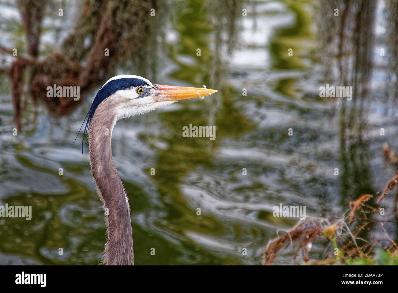 Great blue heron, fuzz on beak, close-up, head, neck, water, large bird, animal, wildlife, nature; Ardea herodias, Circle B Bar Reserve; Florida; Lake Stock Photo