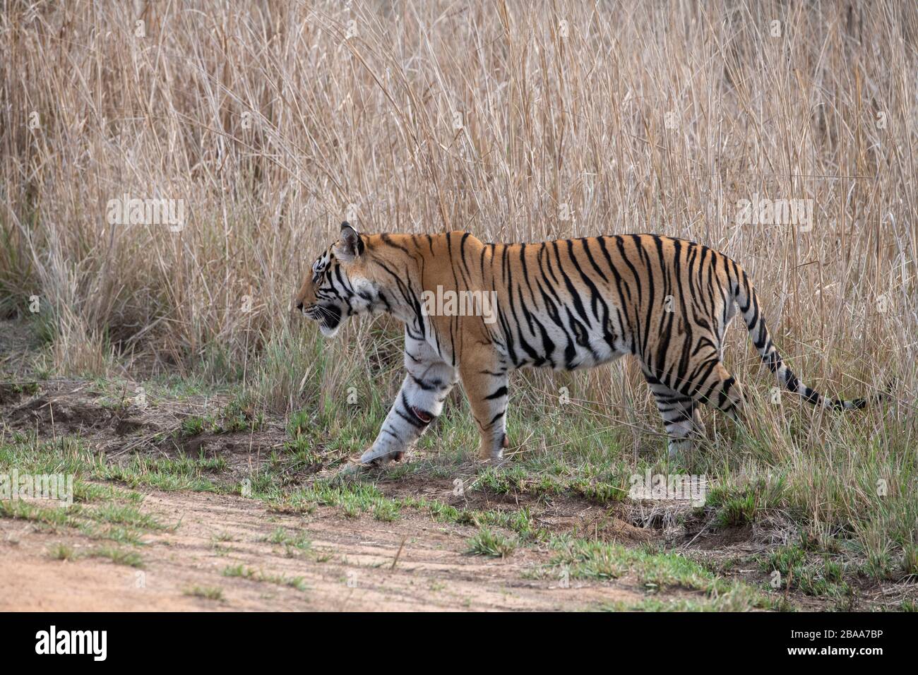 India, Madhya Pradesh, Bandhavgarh National Park. Young male Bengal tiger in tall grassland habitat. (WILD: Panthera tigris) Endangered species. Injur Stock Photo