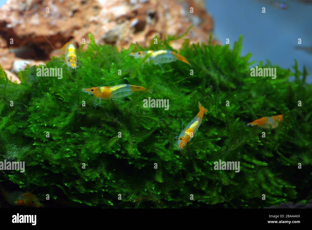 Yellow shrimp caridina (Neocaridina sp.) Stock Photo