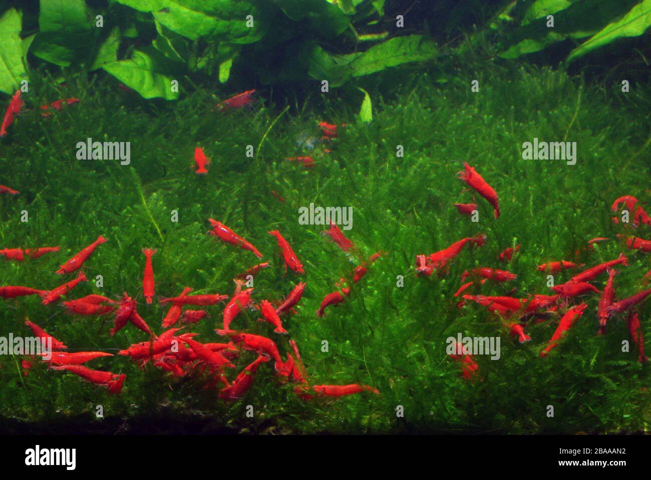 Red sakura shrimp, Neocaridina davidi Stock Photo
