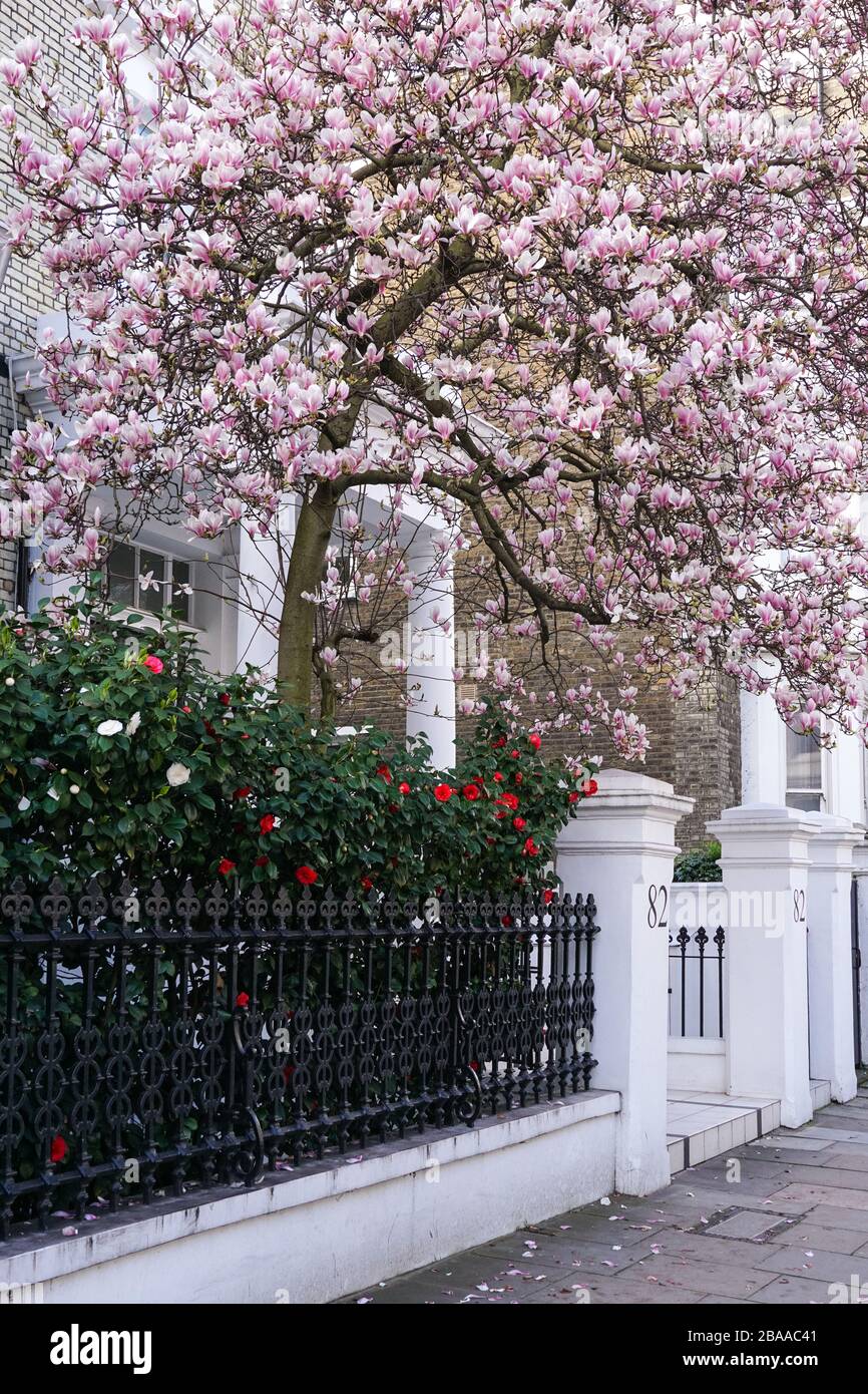 Magnolia trees neighborhood hires stock photography and images Alamy