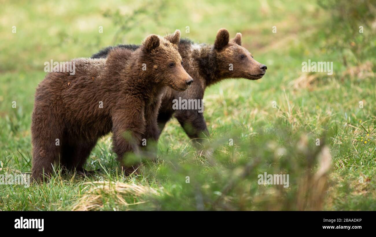 Two cute brown bear cubs walking on a meadow with green grass in spring Stock Photo
