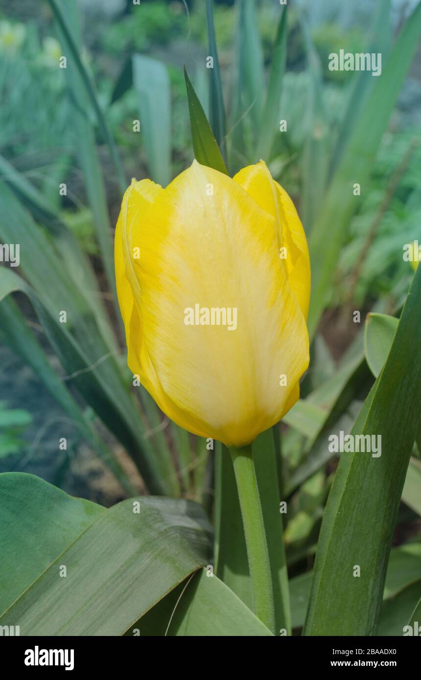 Yellow amazing spring floral background. Beautiful yellow triumph tulips. Beautiful tulips in tulip field Stock Photo