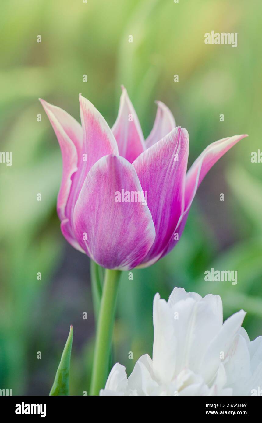 Purpe tulip edged with shades of creamy white. Tulip variety