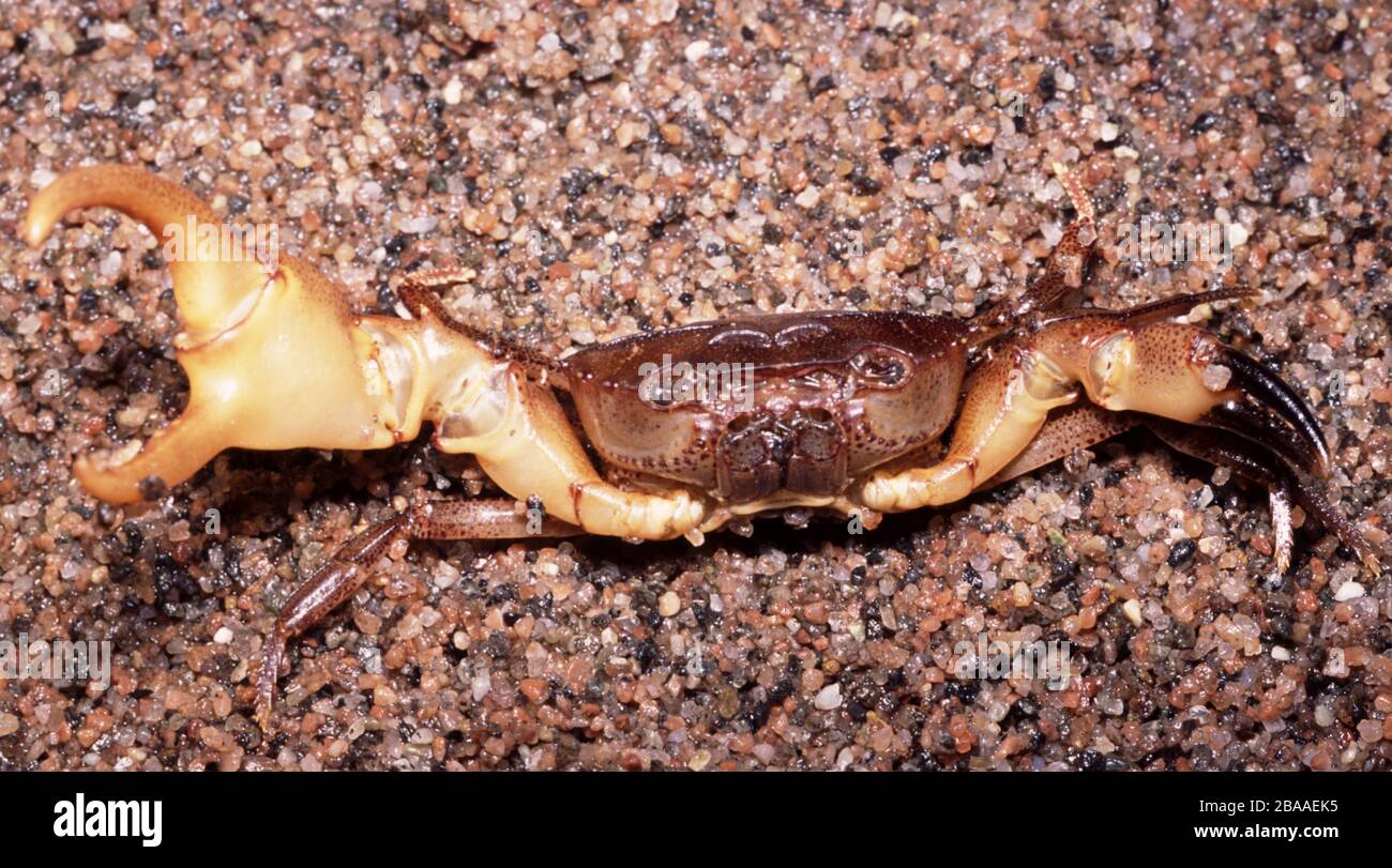 Agressive African rainbow crab, Cardisoma armatum Stock Photo