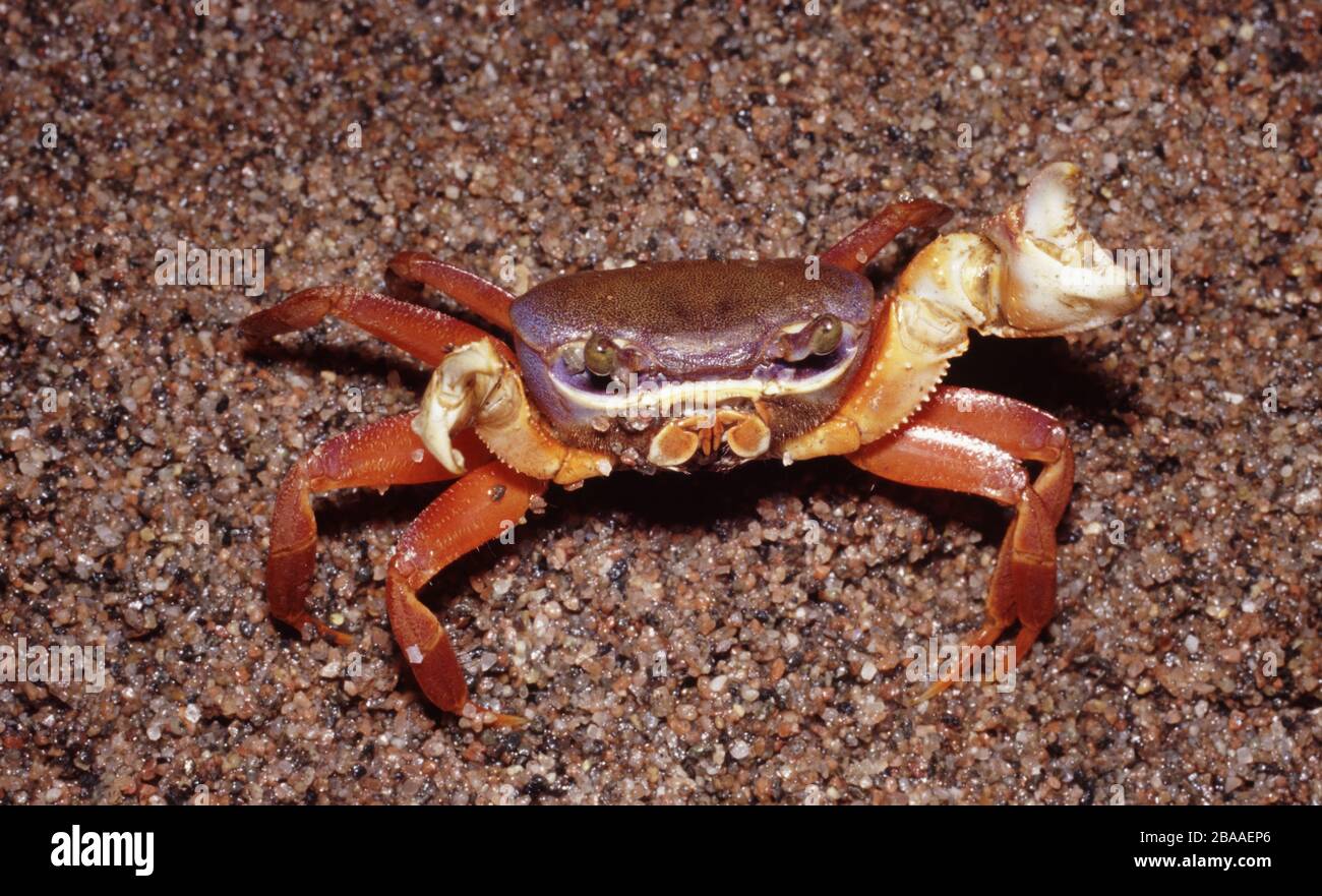 Agressive African rainbow crab, Cardisoma armatum Stock Photo