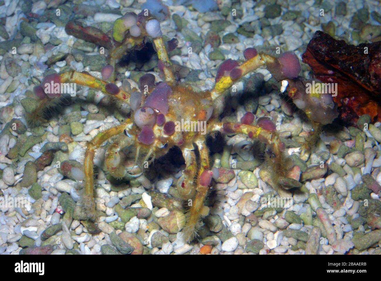 Decorator crab, Camposcia retusa Stock Photo