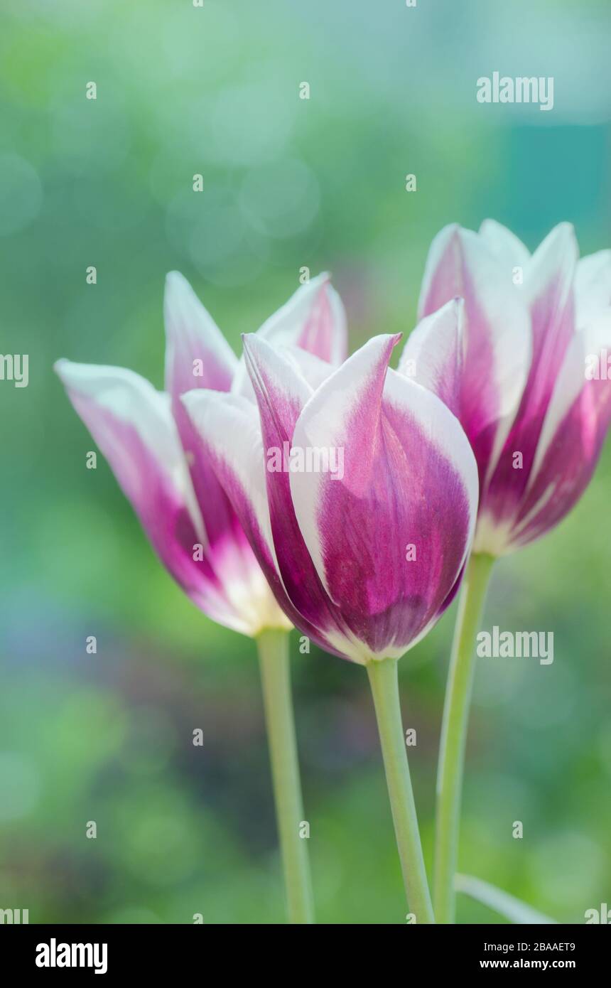 Purpe tulip edged with shades of creamy white. Tulip variety Fontainebleau Stock Photo