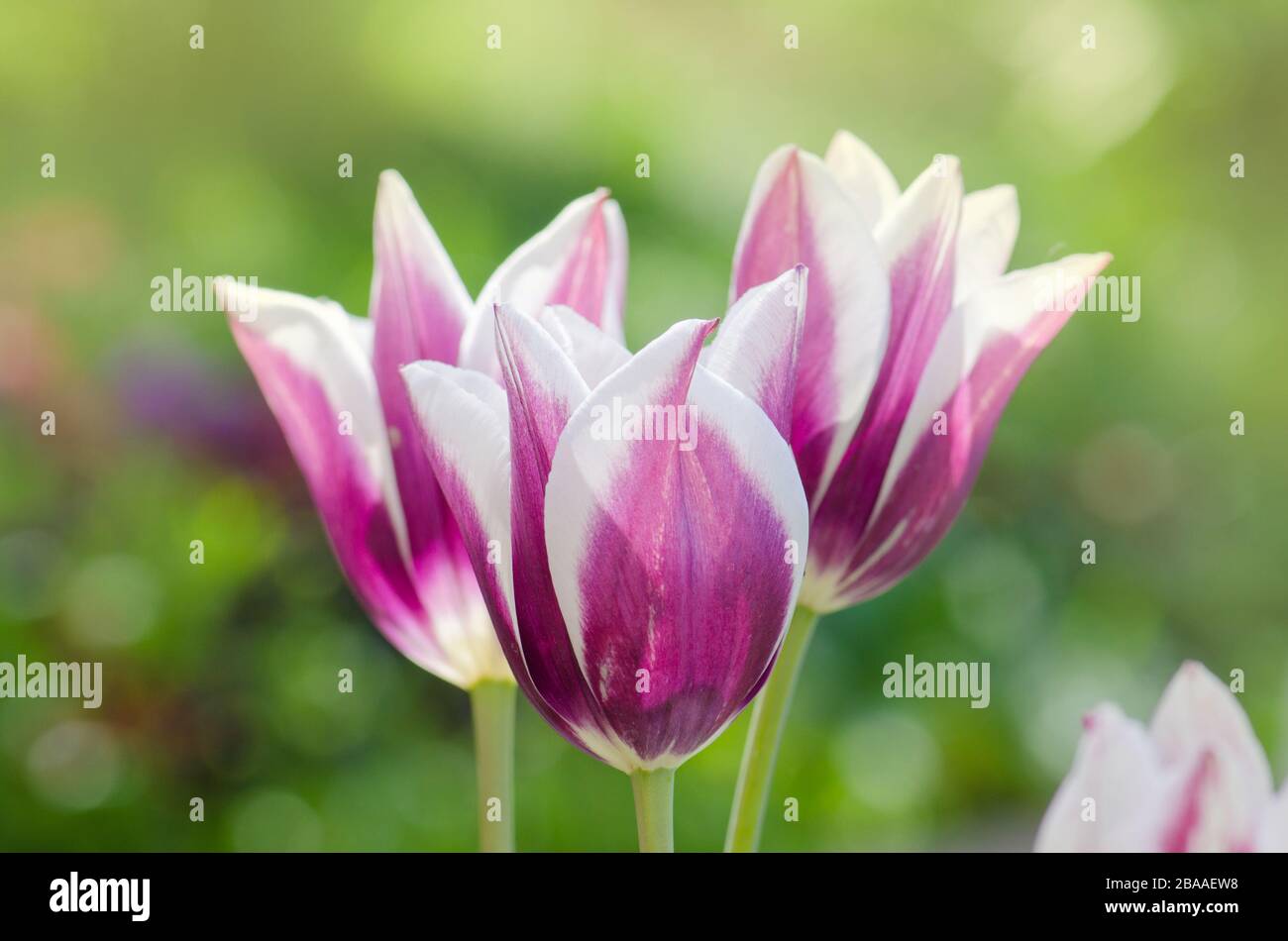 Purpe tulip edged with shades of creamy white. Tulip variety