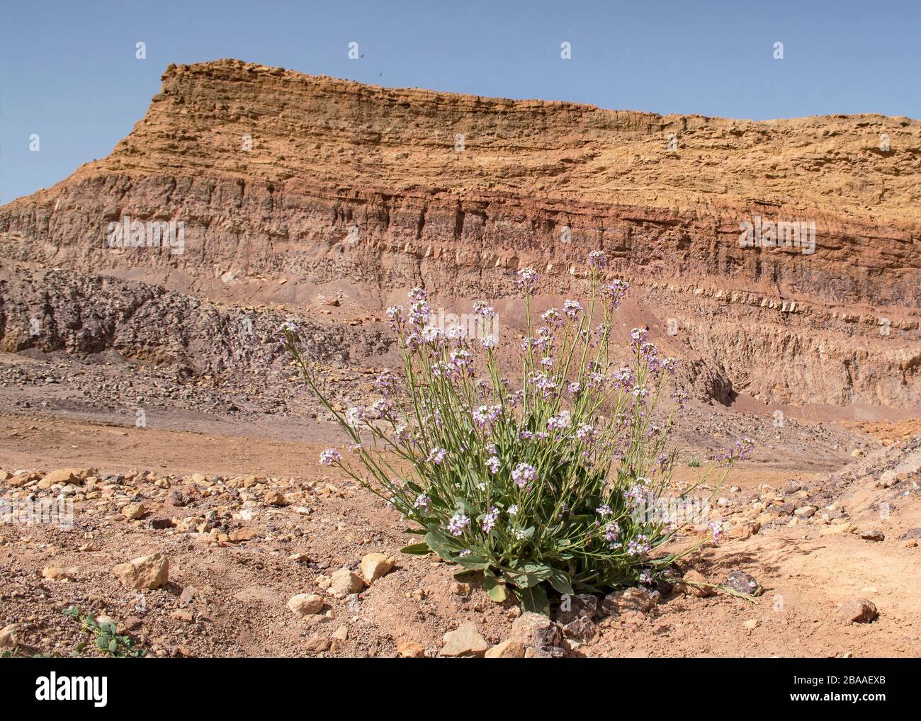 desert rocket diplotaxis acris wildflower blooming in a rehabilitated mining quarry in the makhtesh ramon crater in israel with the colorful soil laye Stock Photo