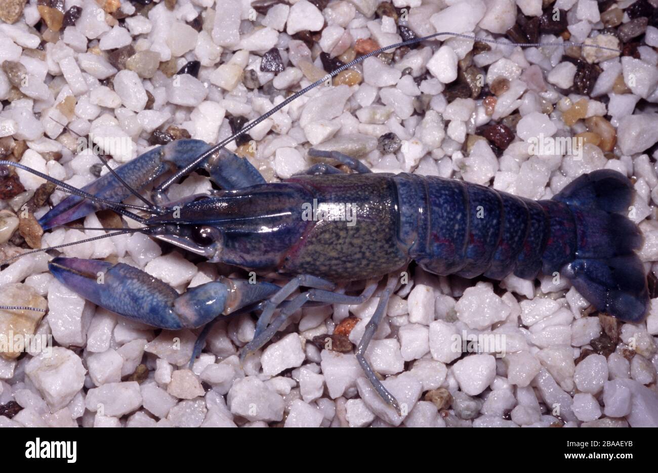 Blue freshwater crayfish (Procambarus alleni) Stock Photo