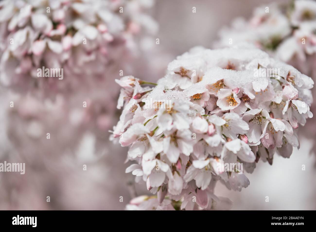 Cherry blossom flowers (Prunus Avium) and buds covered by a white snow mantle. Concept of spring, blooming, sakura festival in Japan and nature Stock Photo