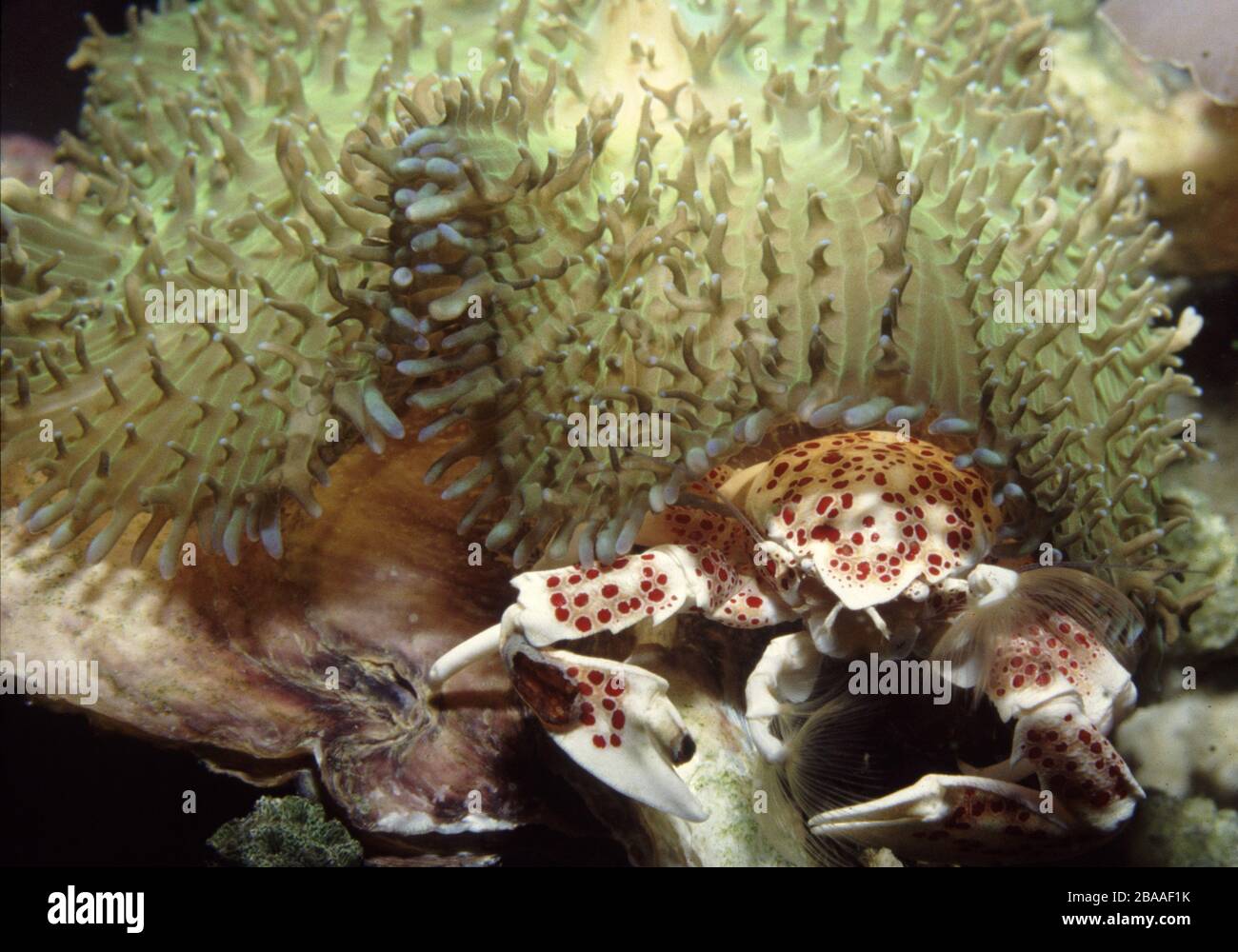 Porcelain anemone crab (Neopetrolisthes ohshimai) commensal on mushroom coral (Rhodactis sp.) Stock Photo